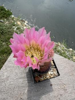 Echinocereus pectinatus hellviolett